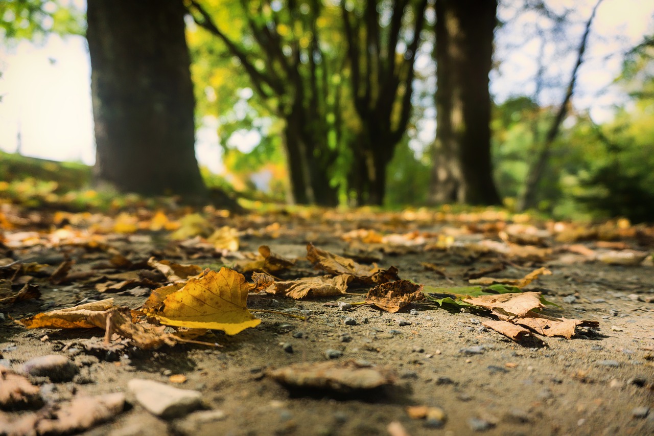 autumn leaves golden autumn free photo