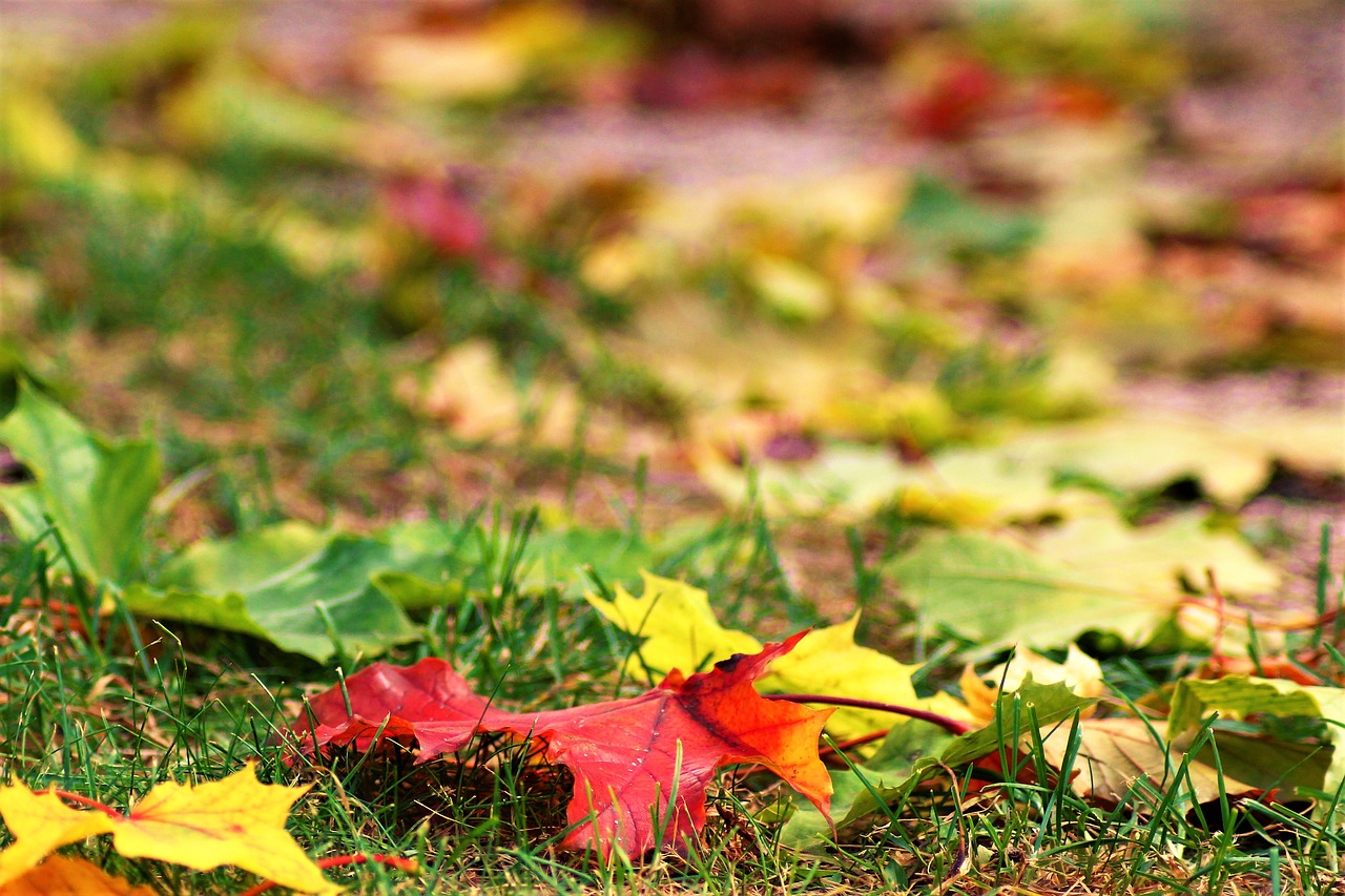 autumn leaf grass free photo