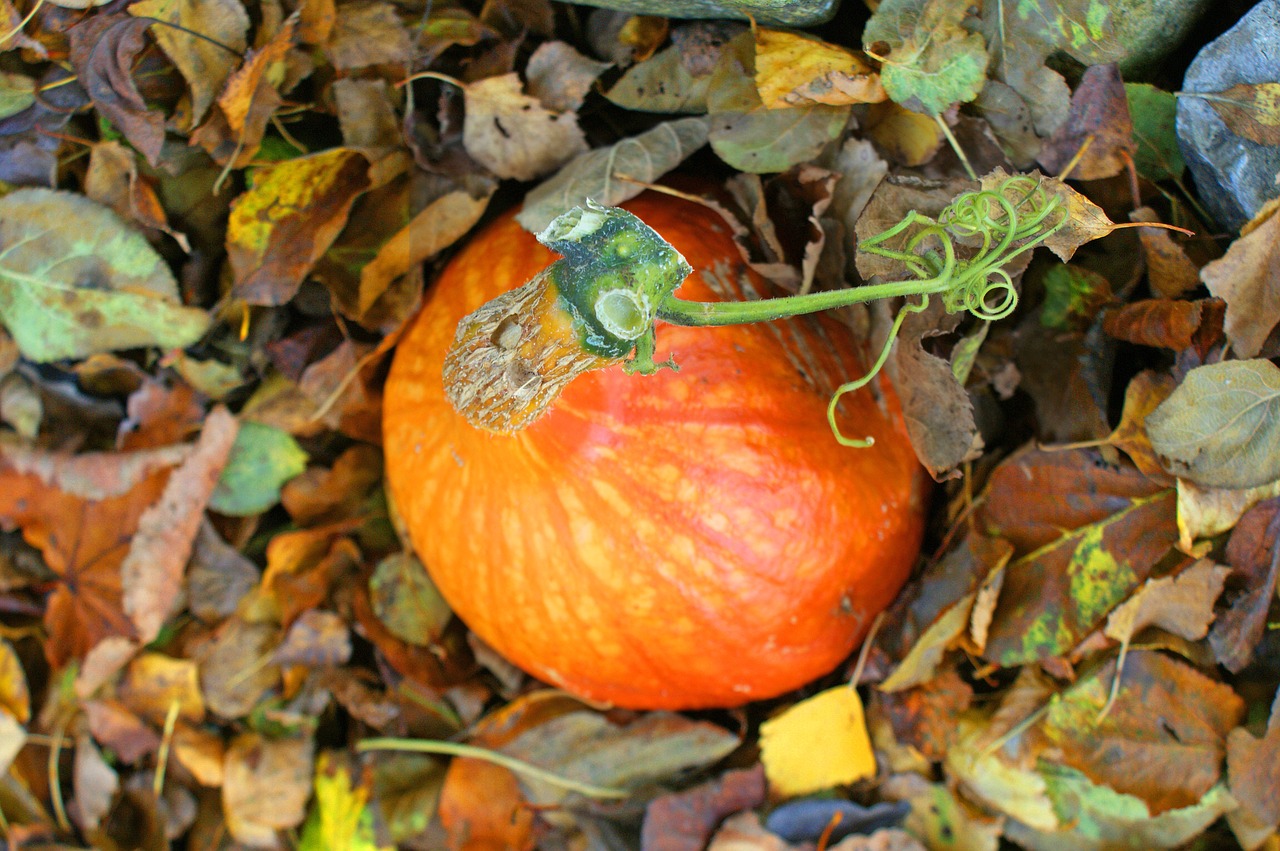 autumn pumpkin halloween free photo