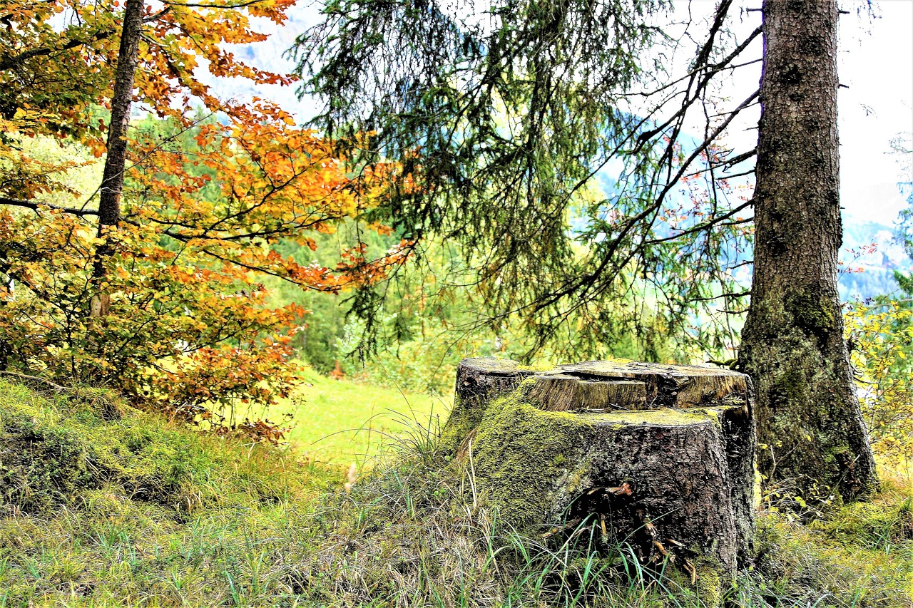 autumn yellow leaves colors free photo