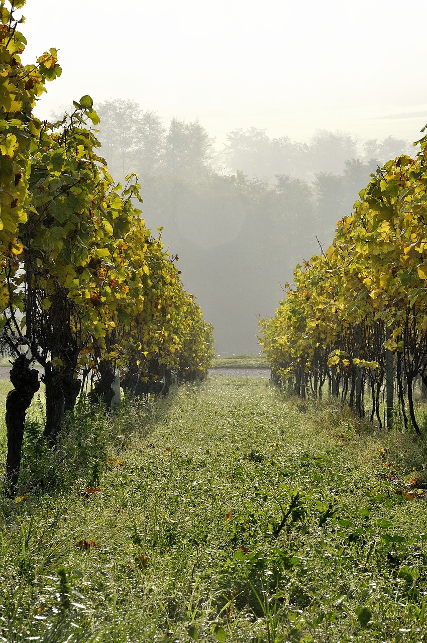 autumn vineyard vine free photo