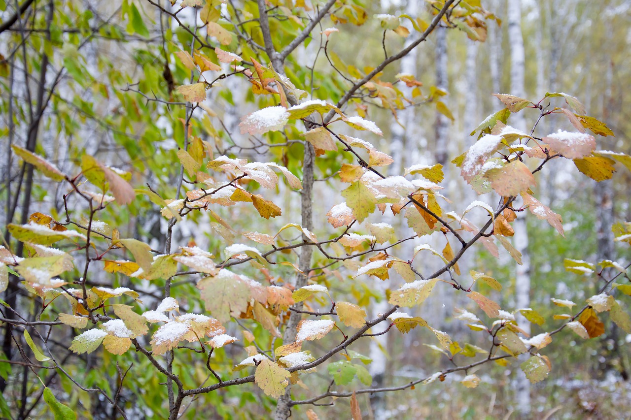 autumn forest nature free photo