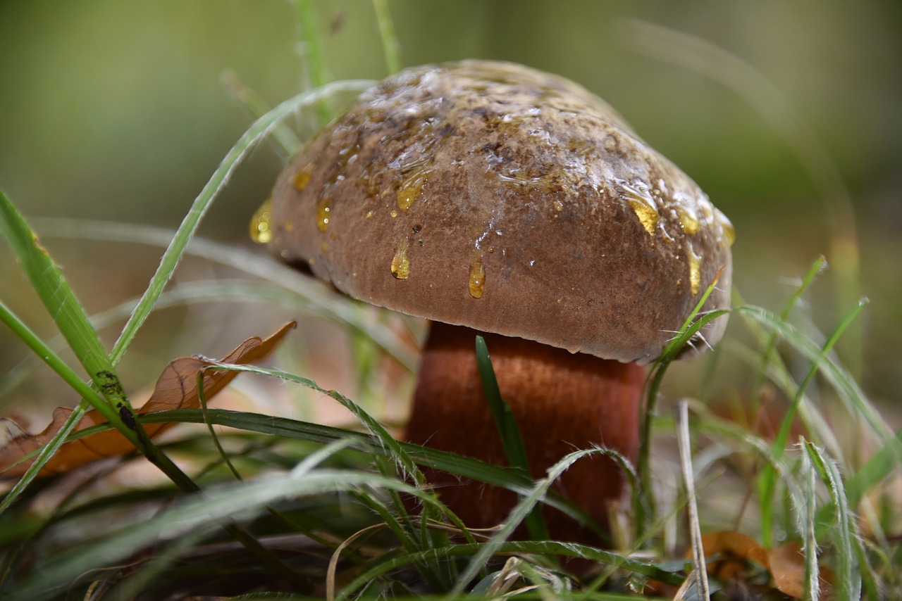 autumn mushroom cep free photo