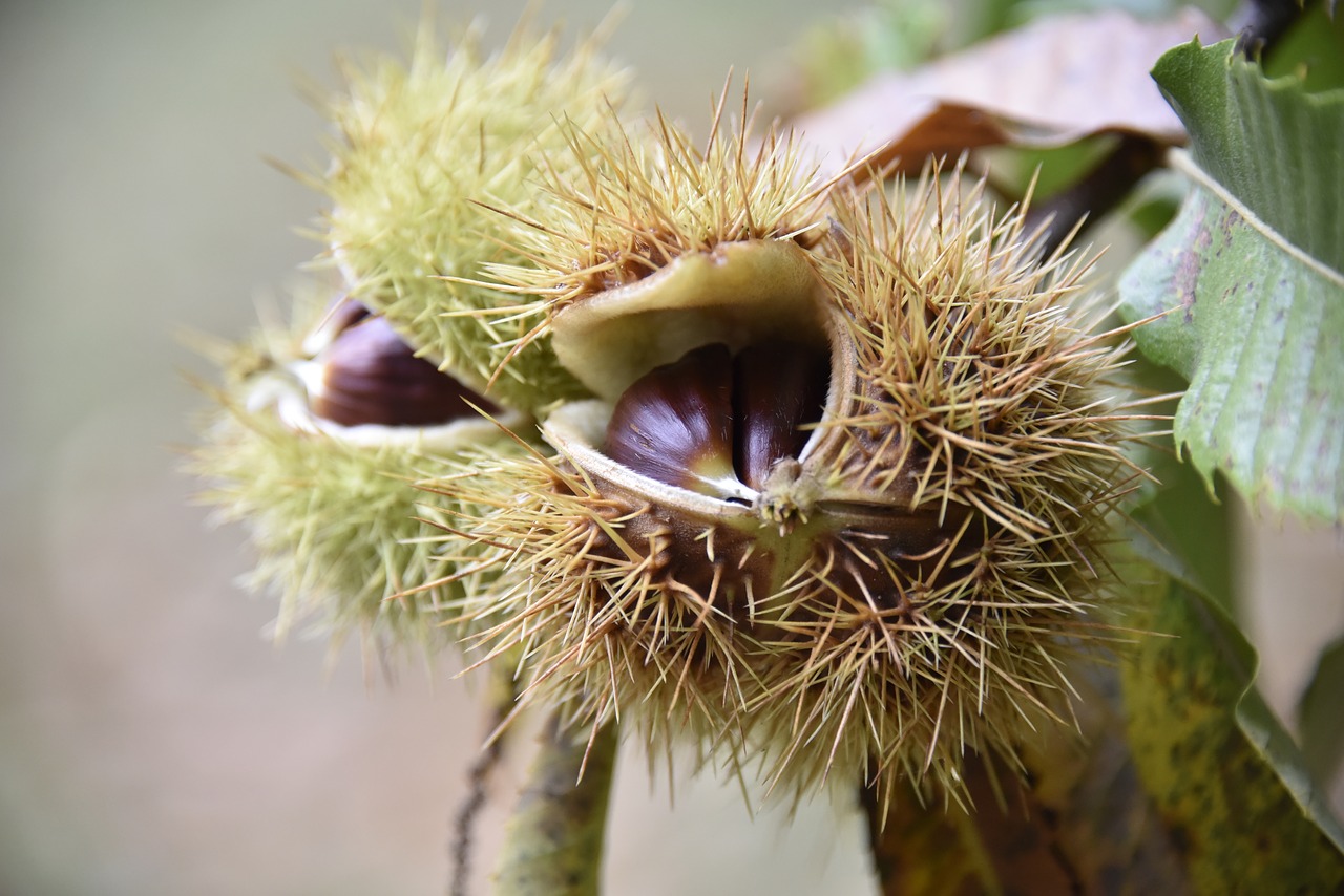 autumn maroni sweet chestnuts free photo