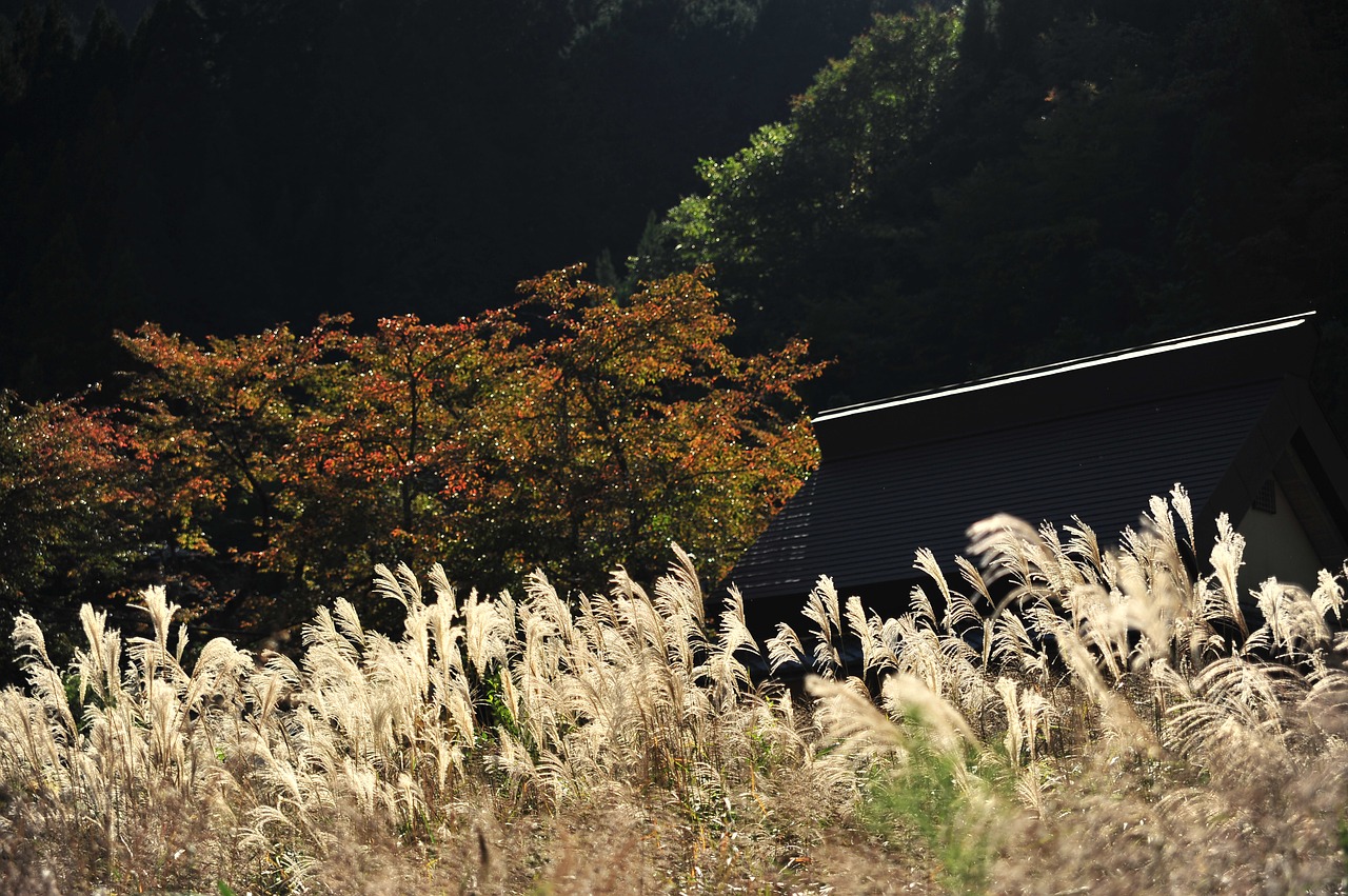 autumn japanese silver grass by the river free photo