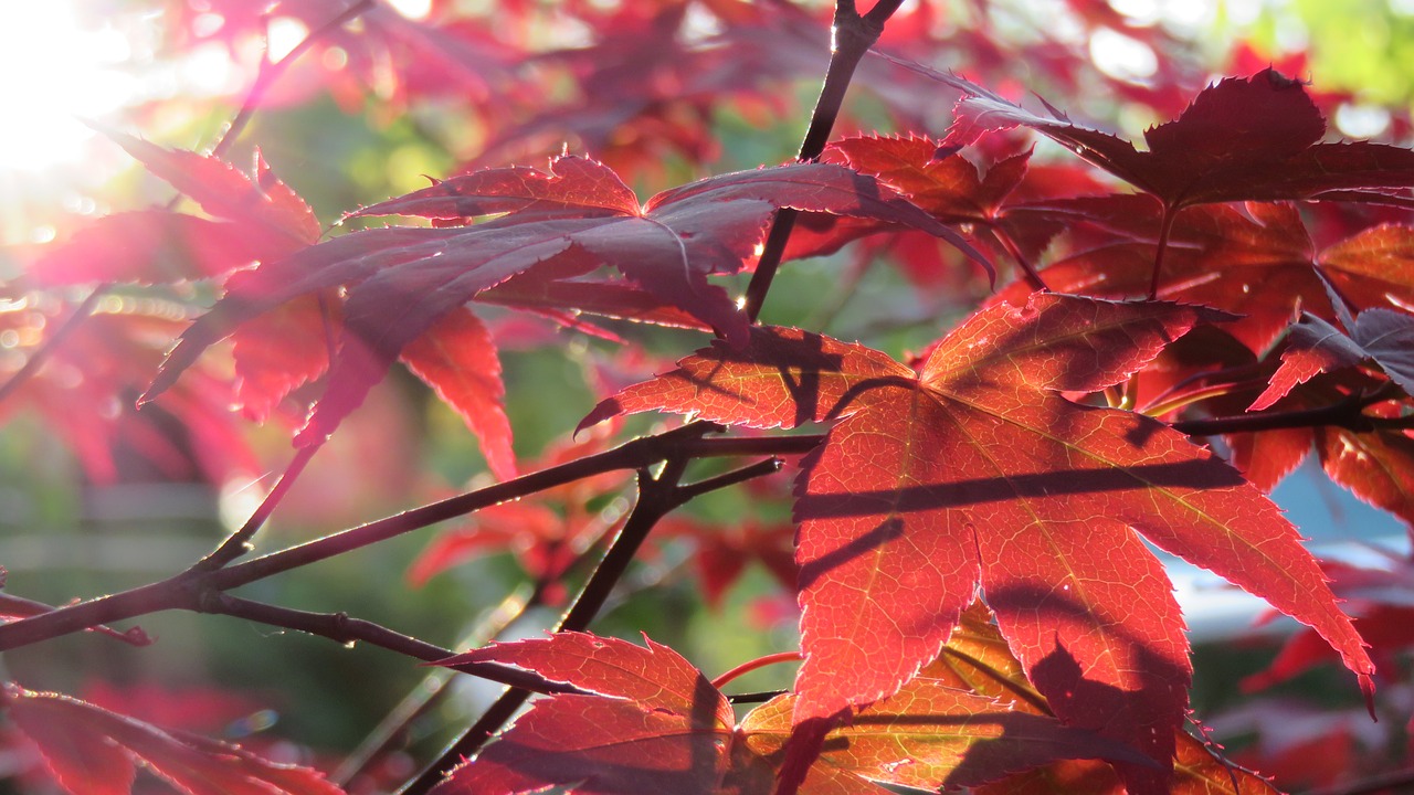 autumn japanese maple tree free photo