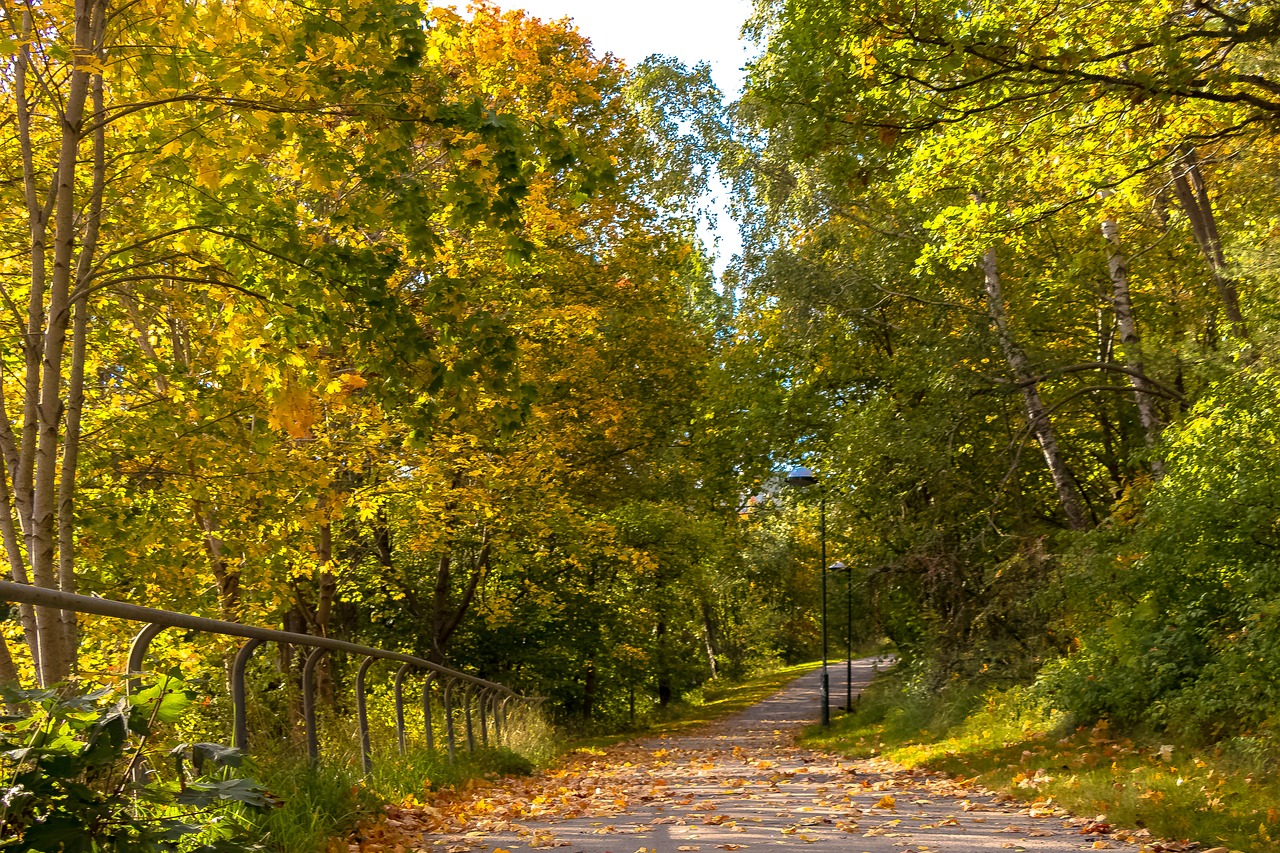 autumn way tree free photo