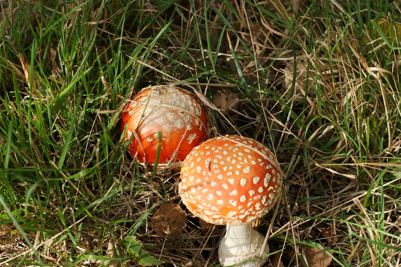 autumn mushroom amanita free photo