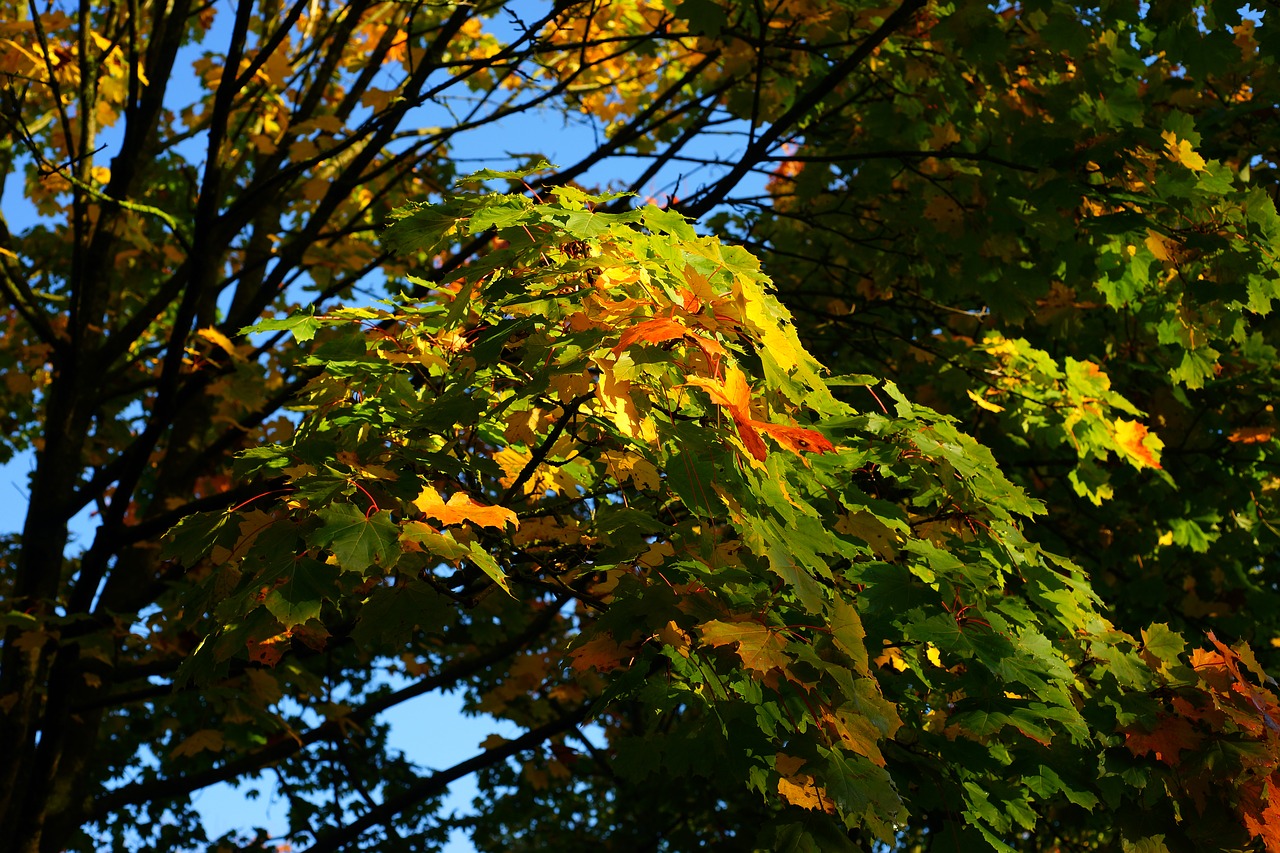 autumn trees leaves free photo