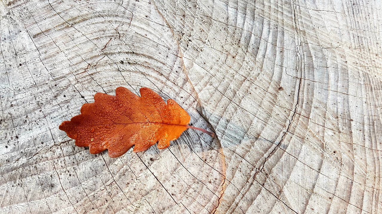 autumn fall foliage oak leaf free photo