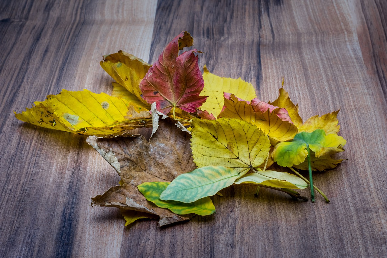 autumn fall leaves free photo