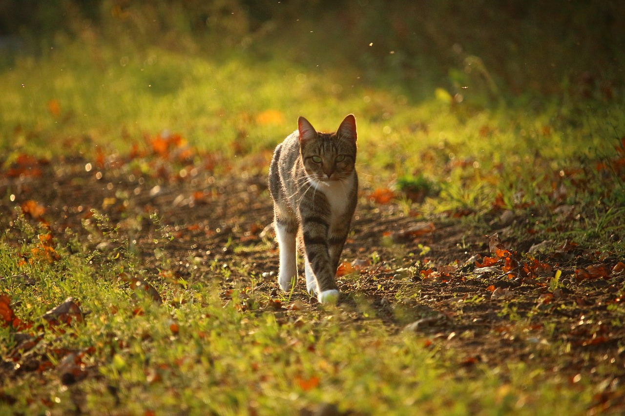 autumn cat leaves free photo