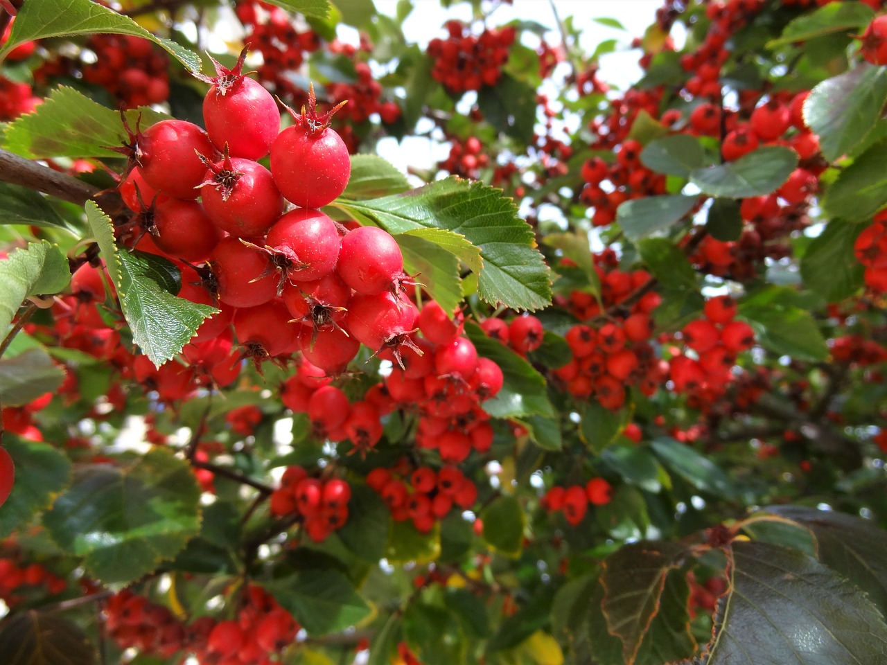 autumn red autumn nature free photo