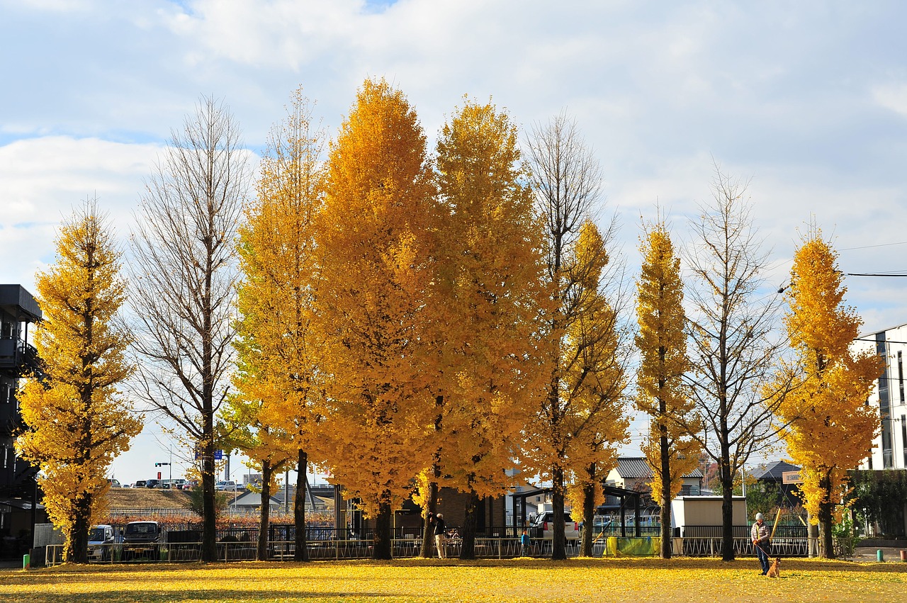 autumn gingko tree park free photo