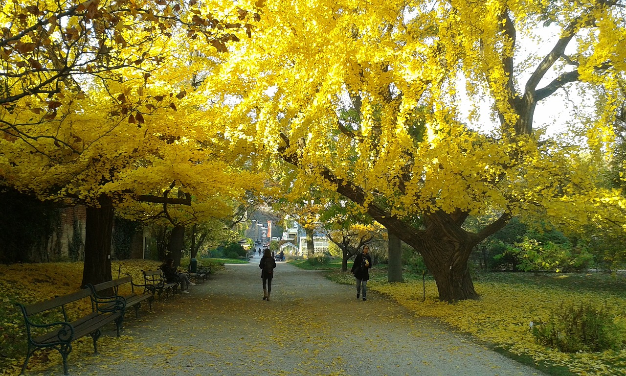 autumn leaves park free photo