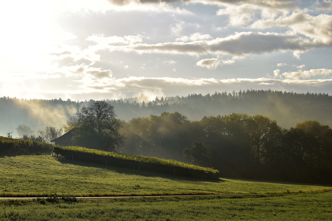 autumn landscape fog free photo