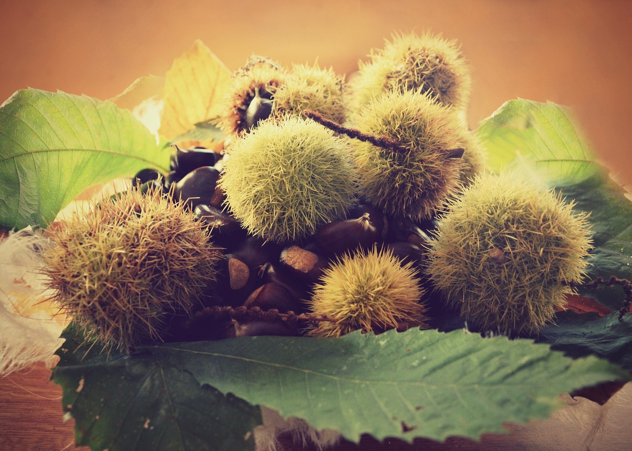 autumn chestnuts autumn colors free photo