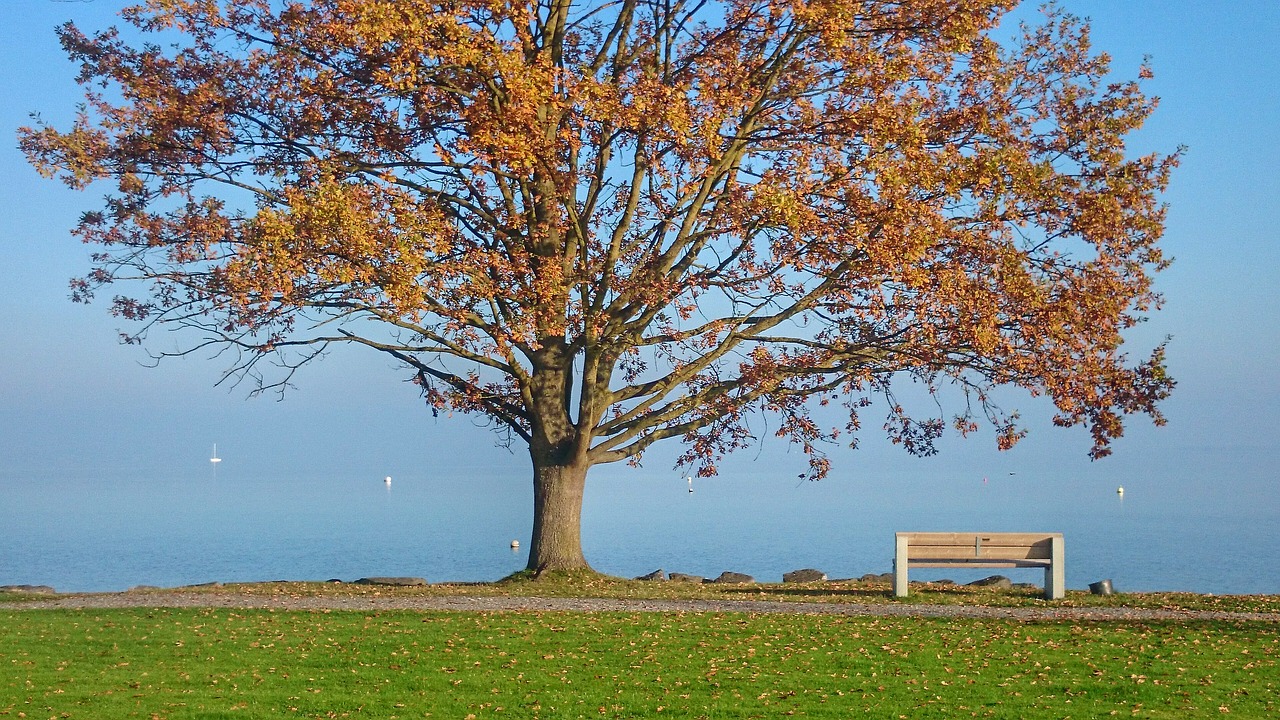 autumn tree lake free photo