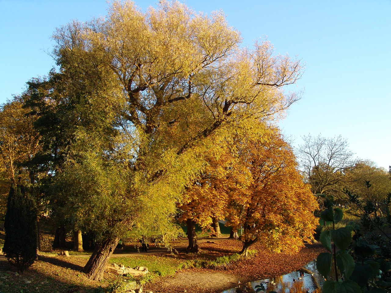 autumn nature mood free photo