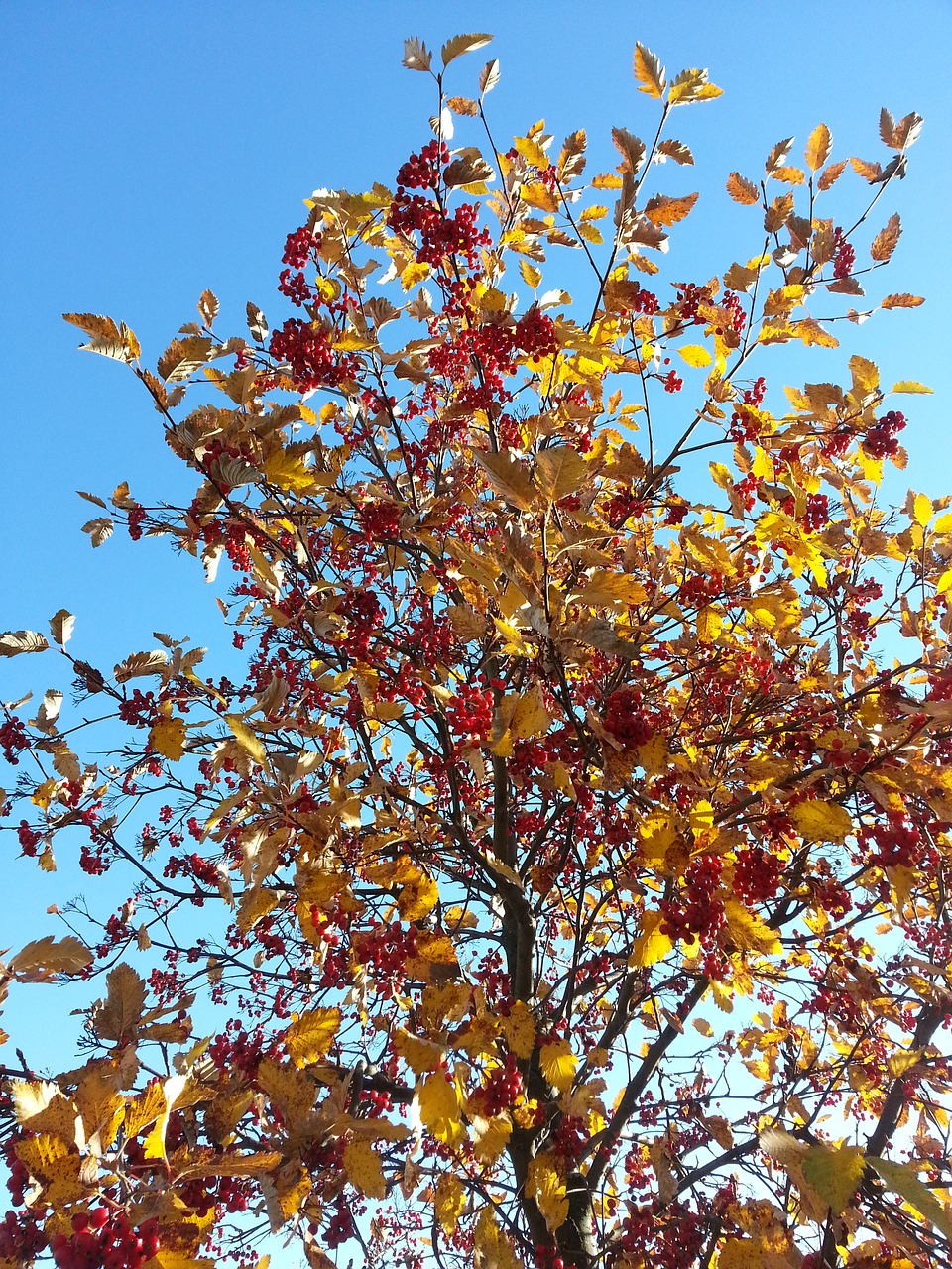 autumn rowan red berries free photo