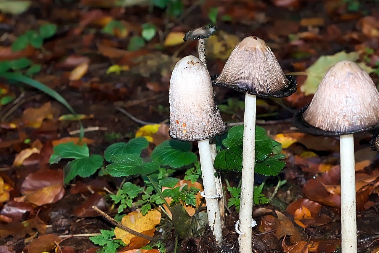 autumn mushrooms forest free photo