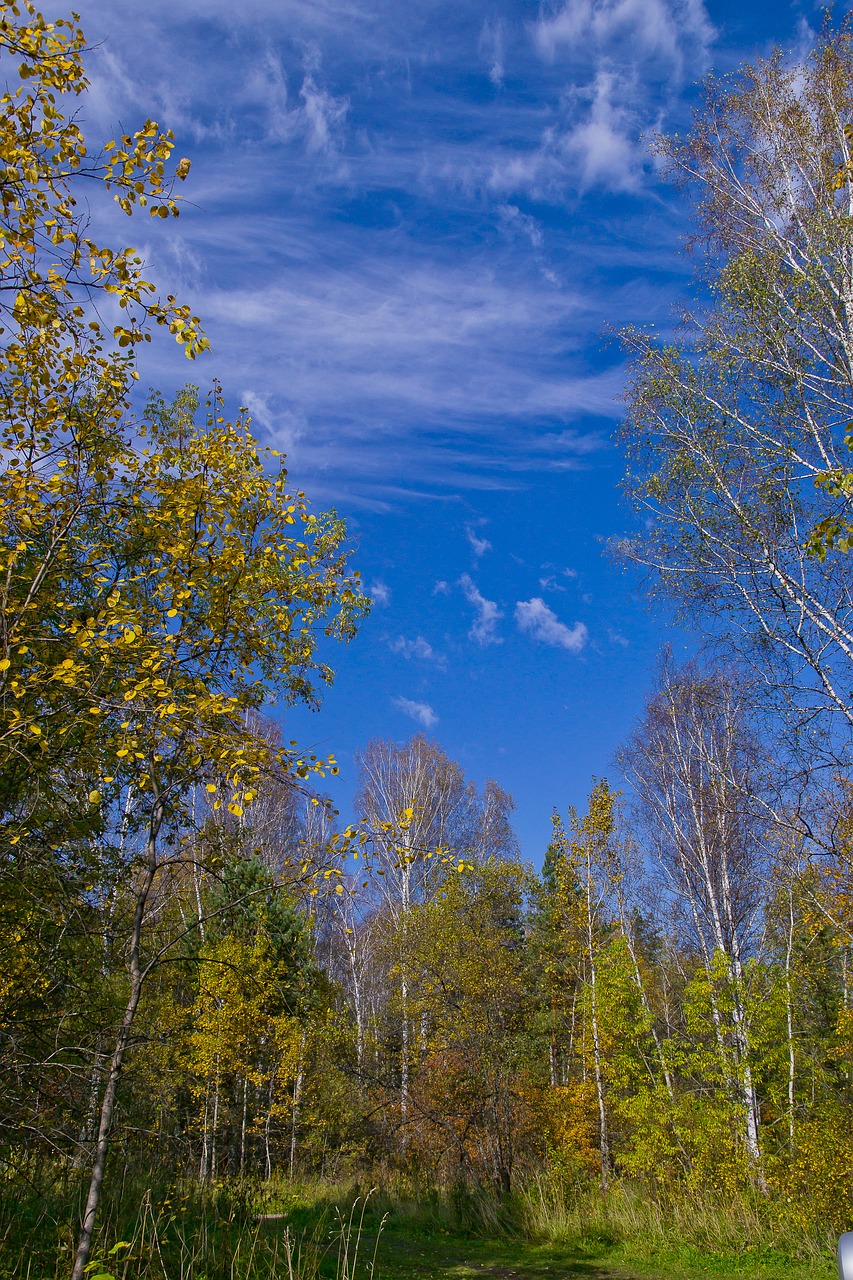 autumn siberian forest birch free photo