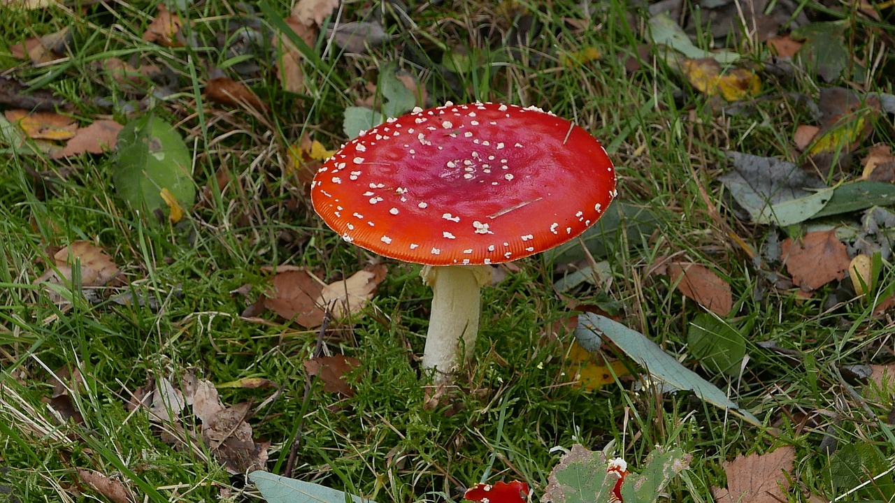 autumn mushrooms fall colors free photo