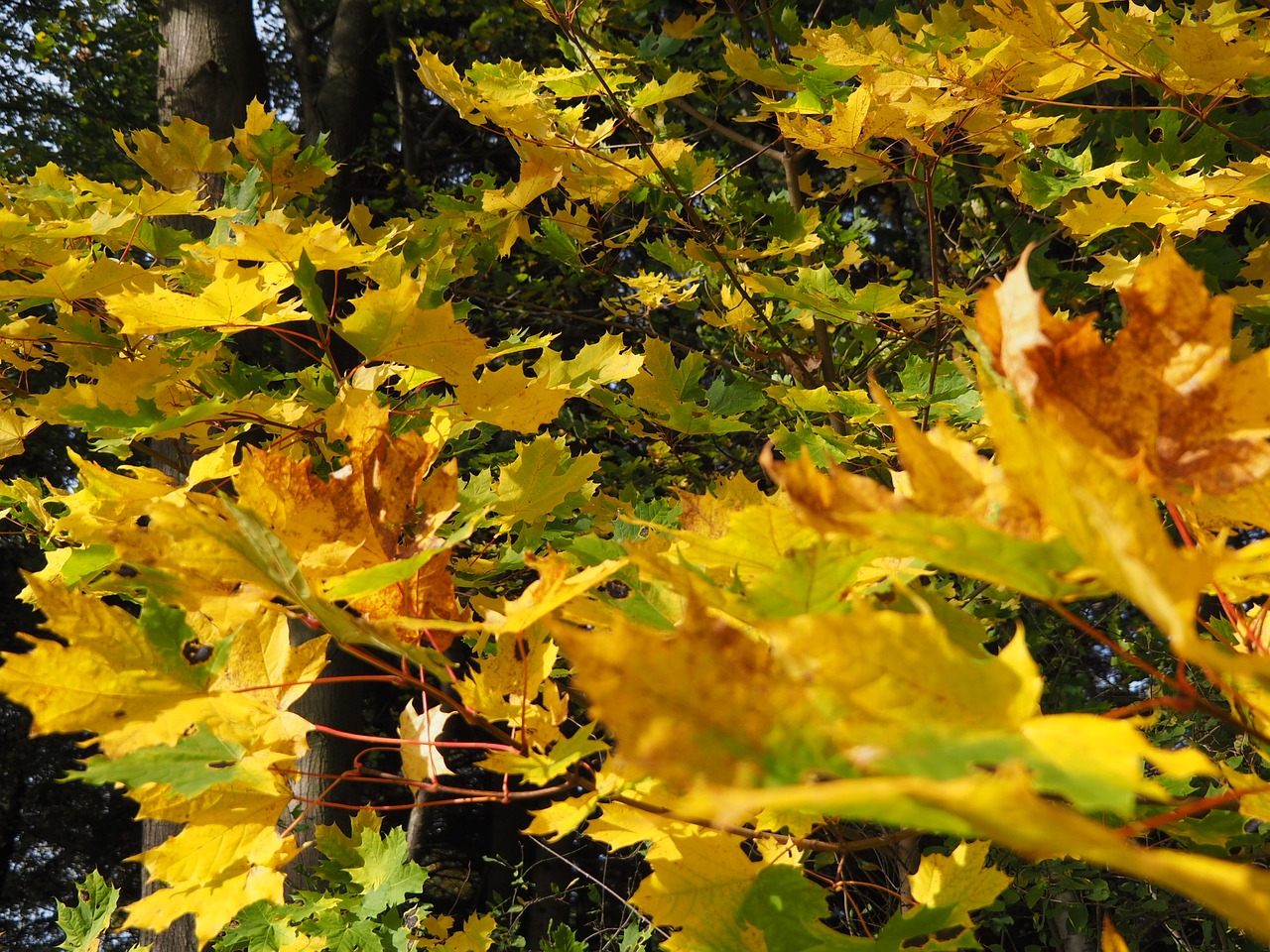 autumn leaves mood free photo