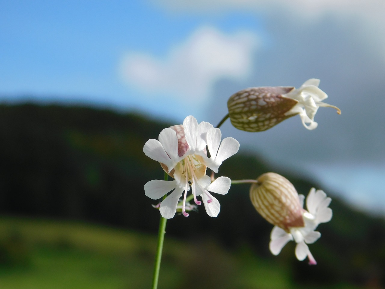 autumn flower nature free photo