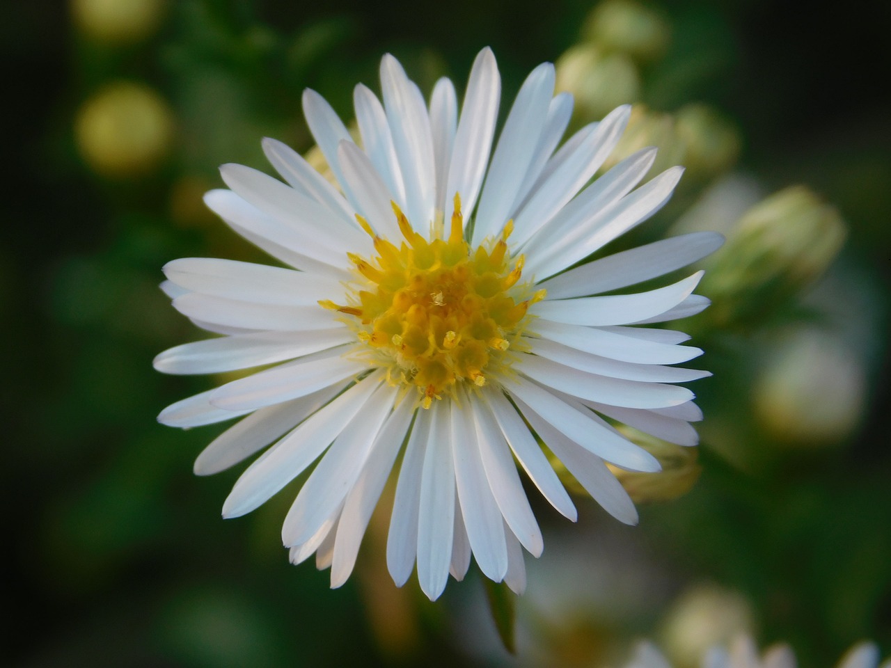 autumn flower daisy free photo