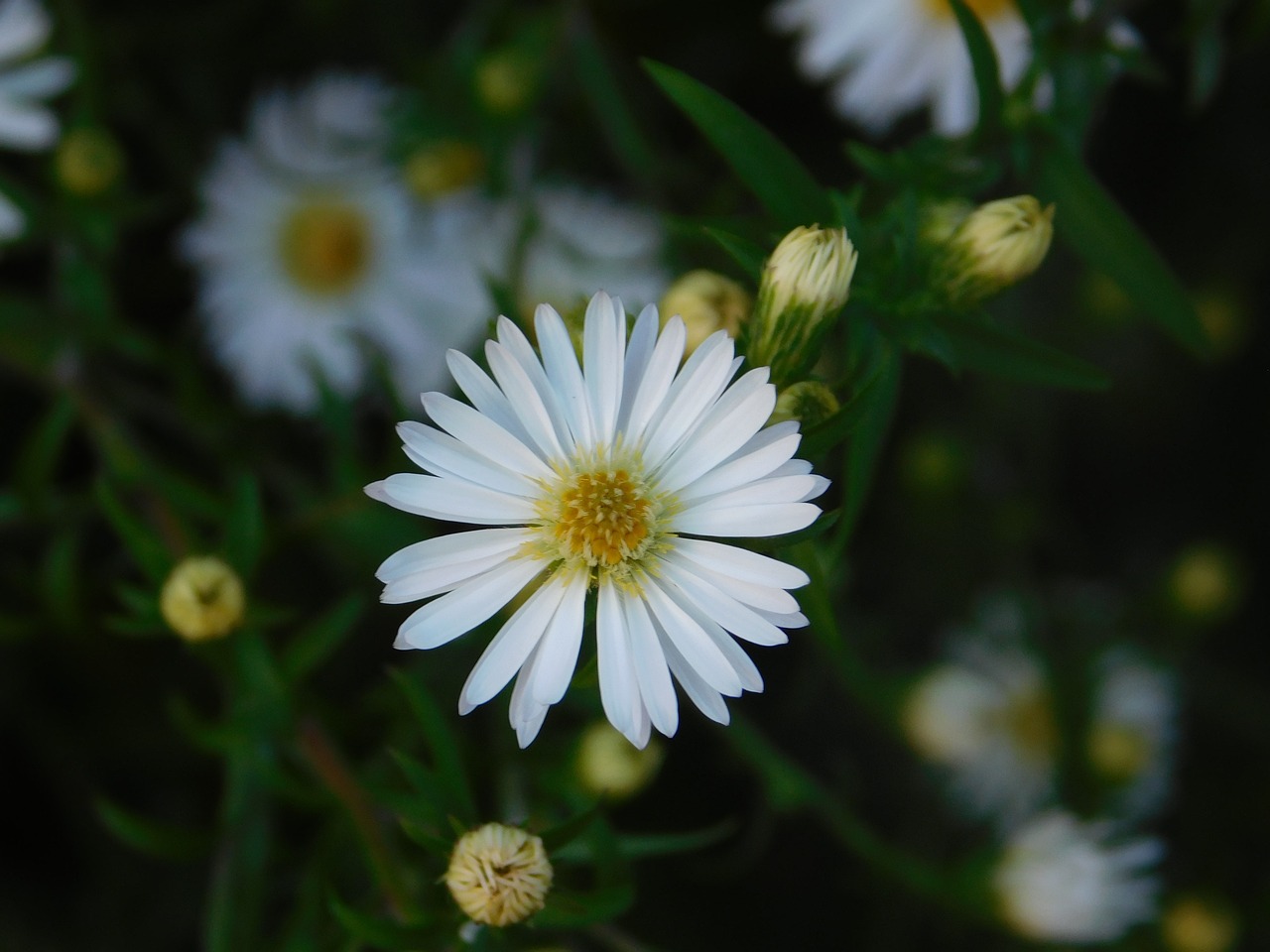 autumn flower daisy free photo