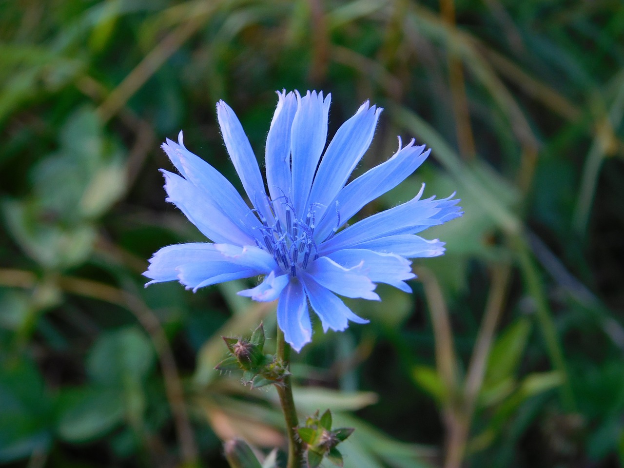 autumn flower nature free photo