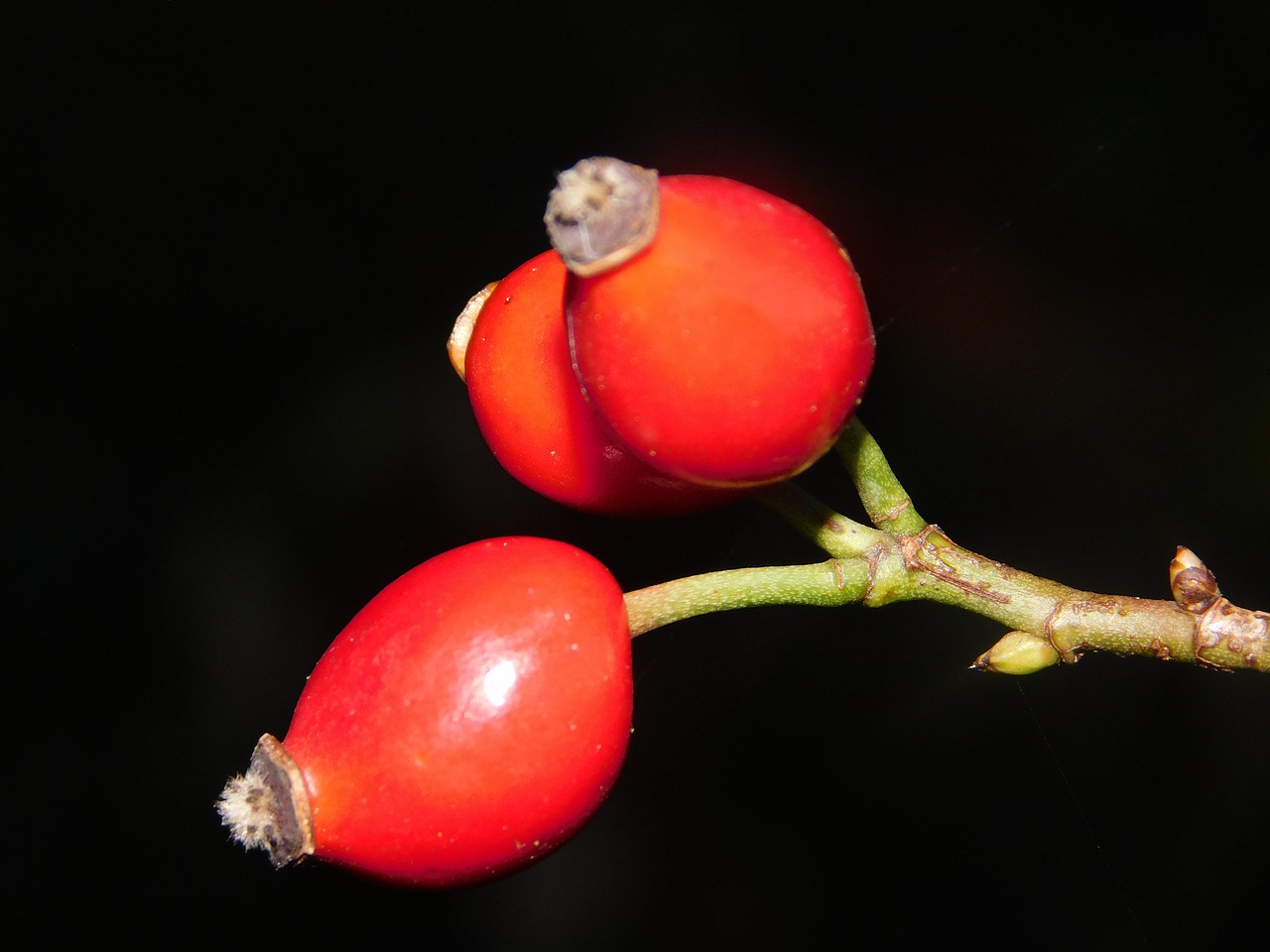 autumn flower rose hip free photo