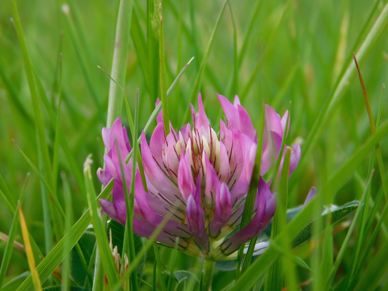 autumn flower nature free photo