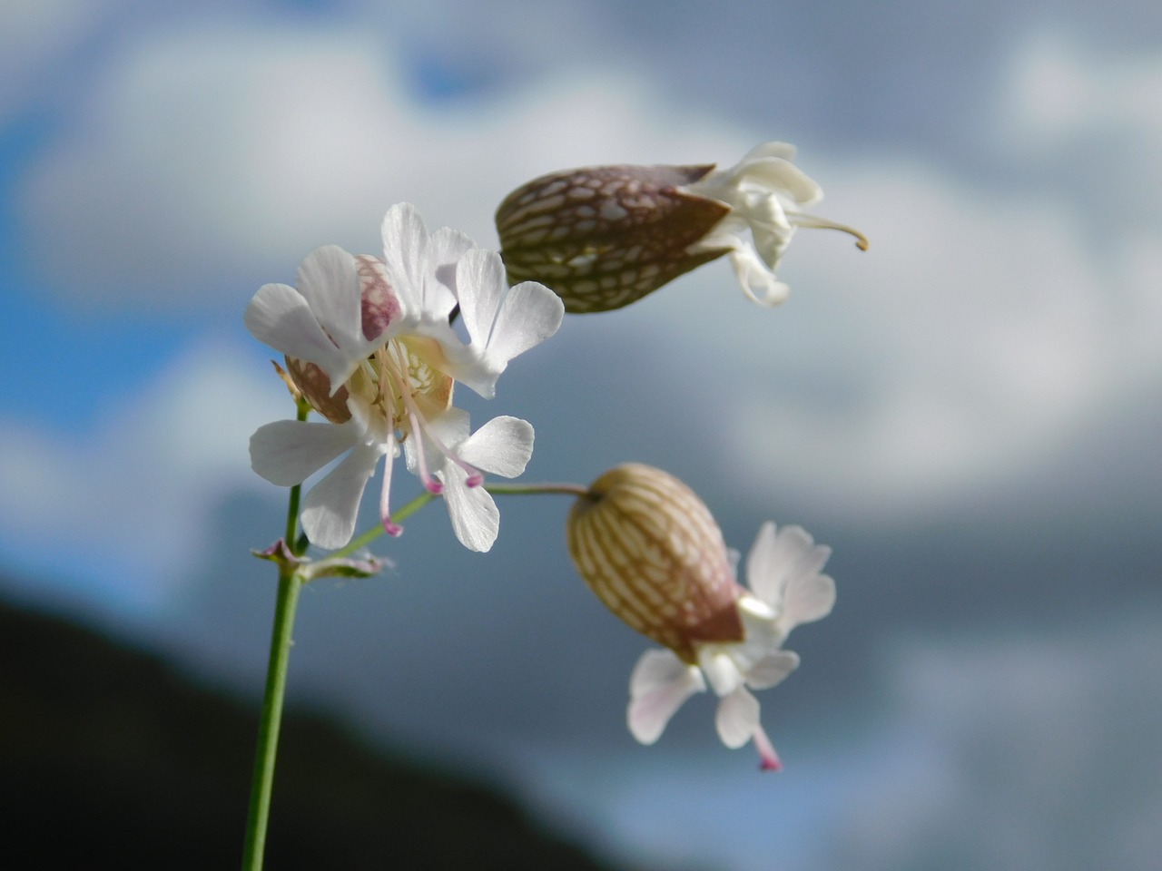 autumn flower nature free photo