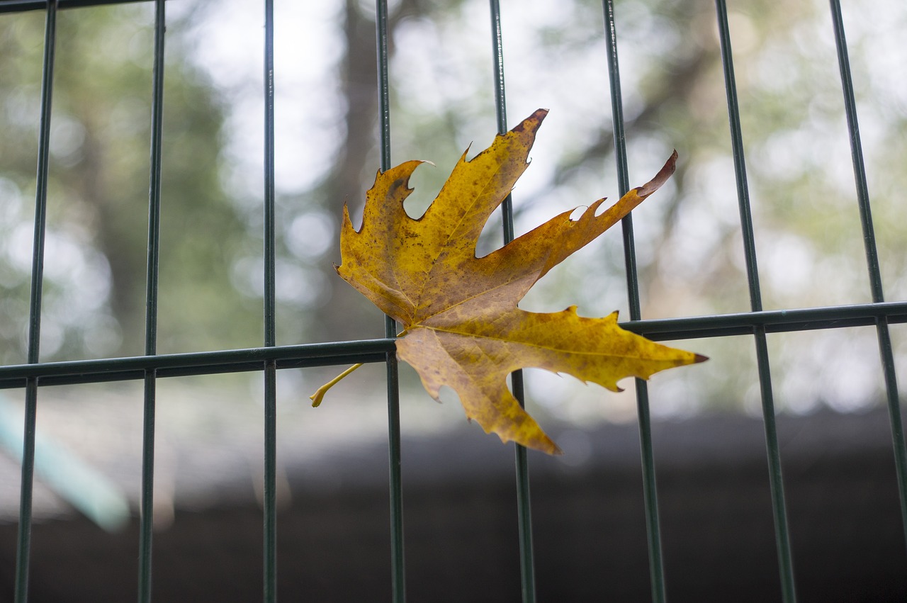 autumn sorrow leaves free photo