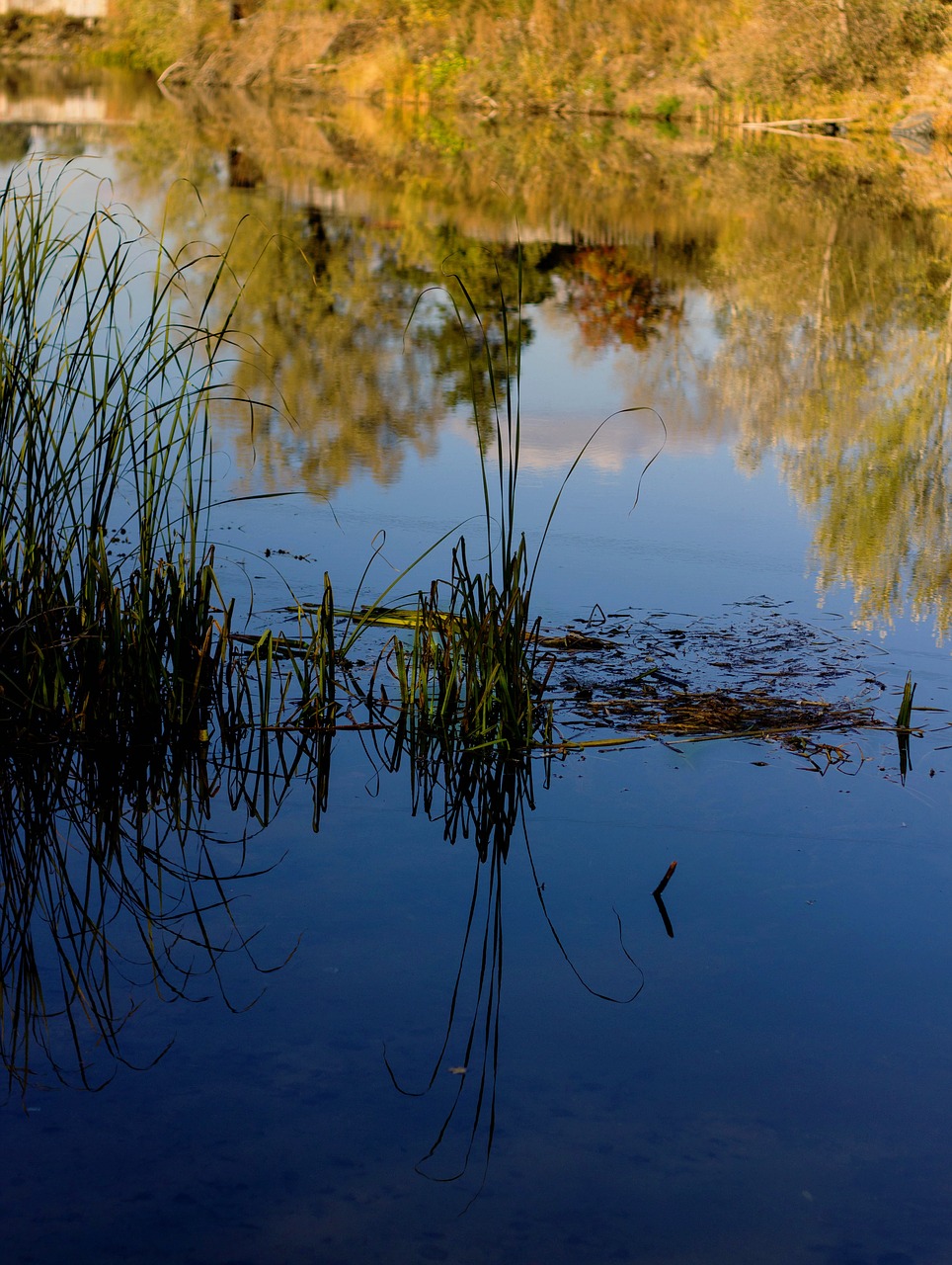 autumn river reflection free photo