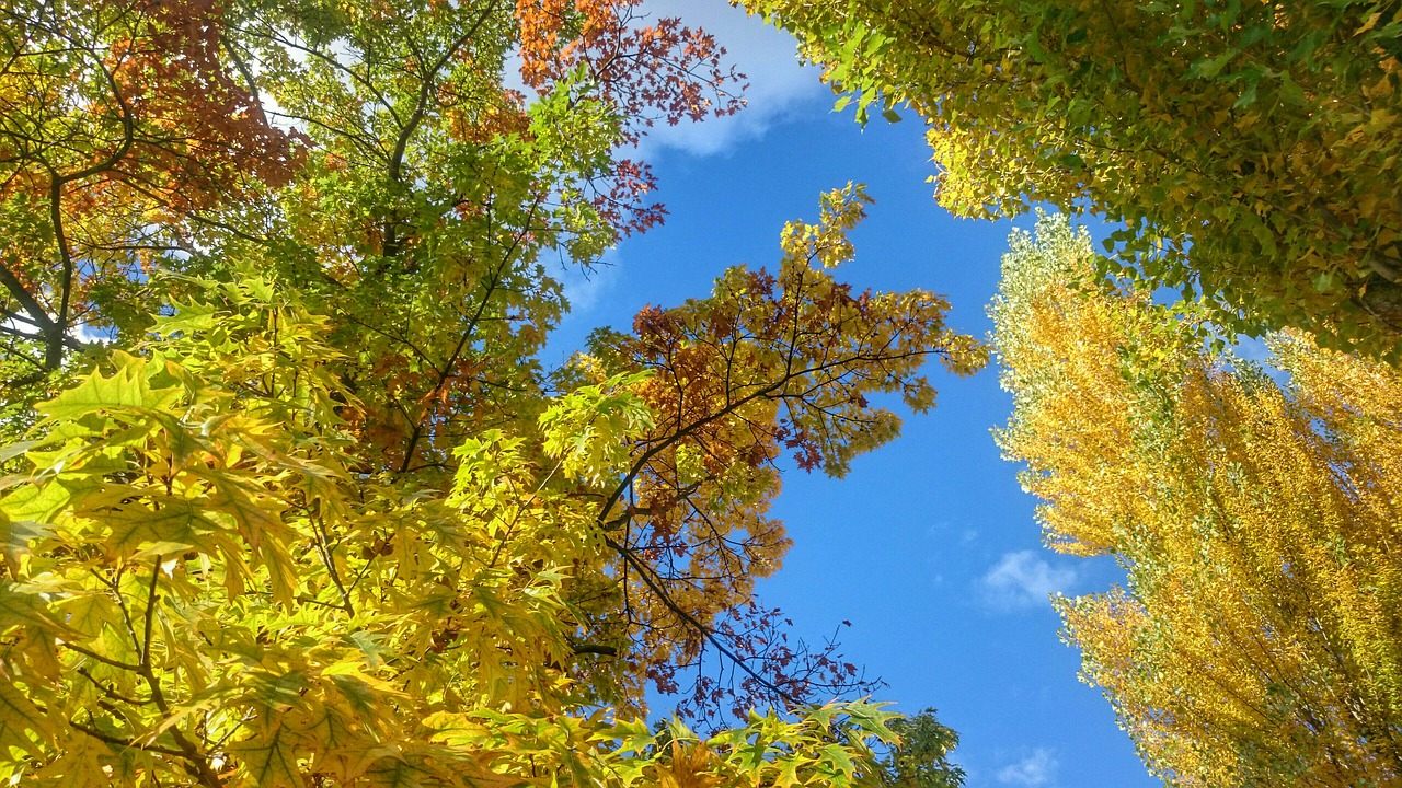 autumn golden leaves colors of autumn free photo