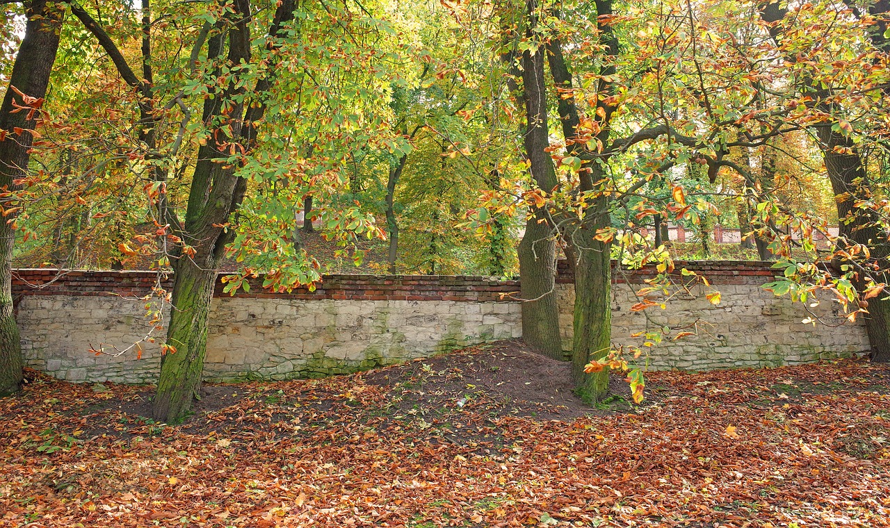 autumn foliage lake dusia free photo