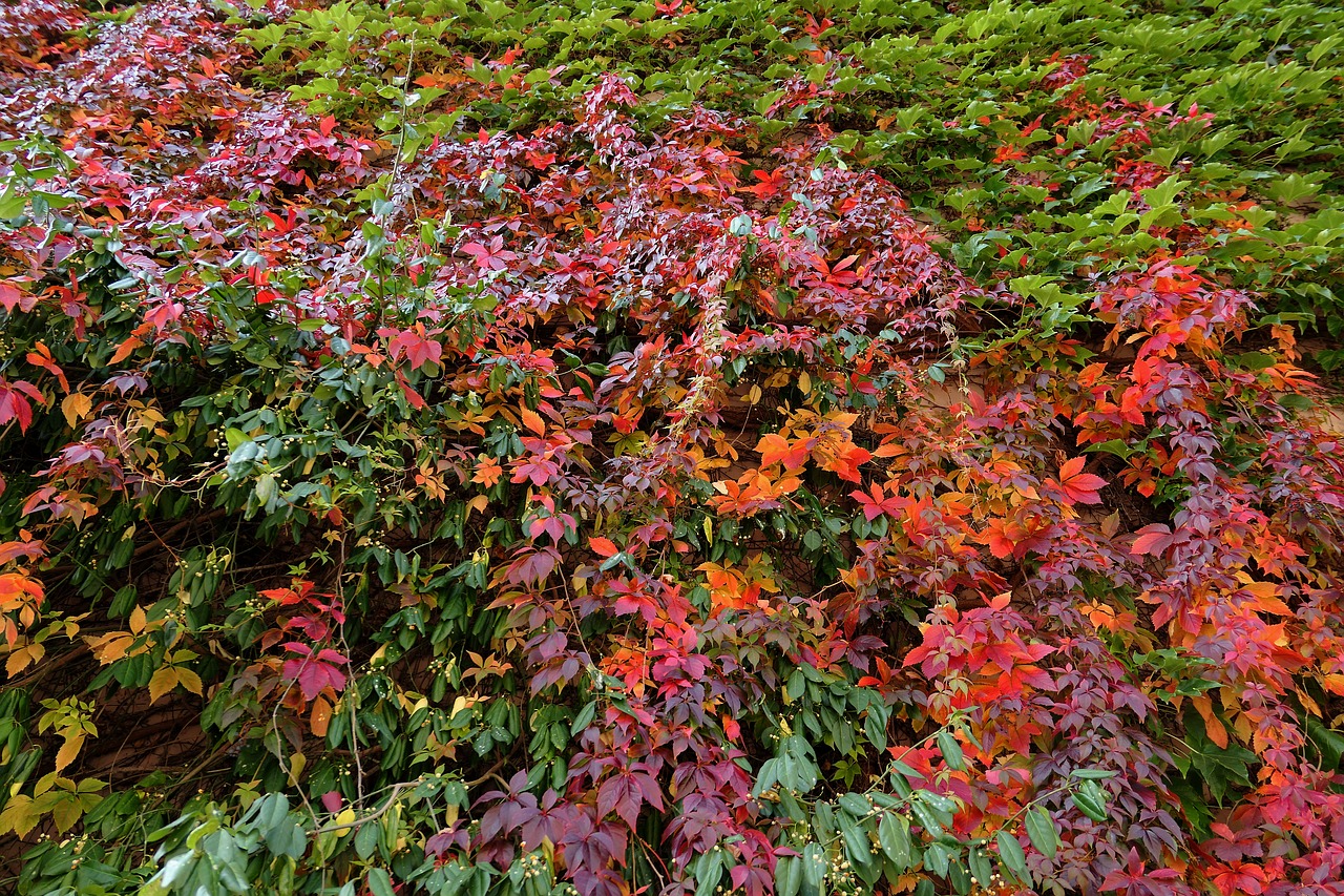 autumn autumn colours wine partner free photo