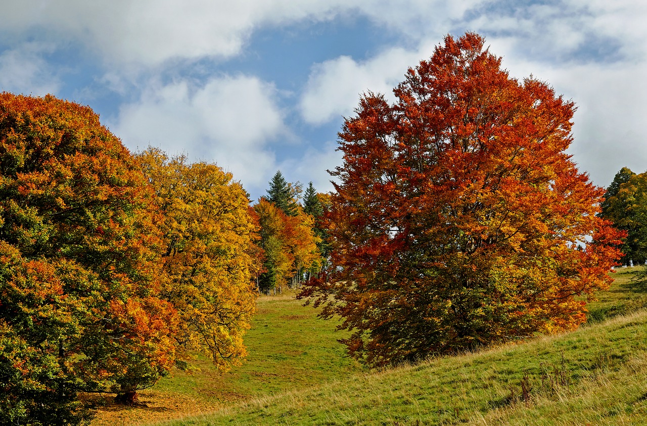 autumn autumn forest trees free photo