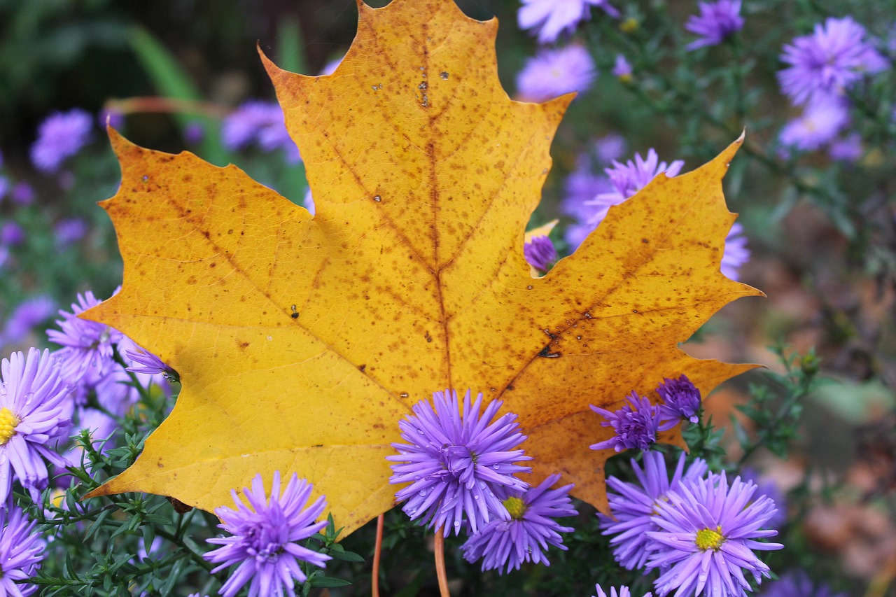 autumn colors nature free photo