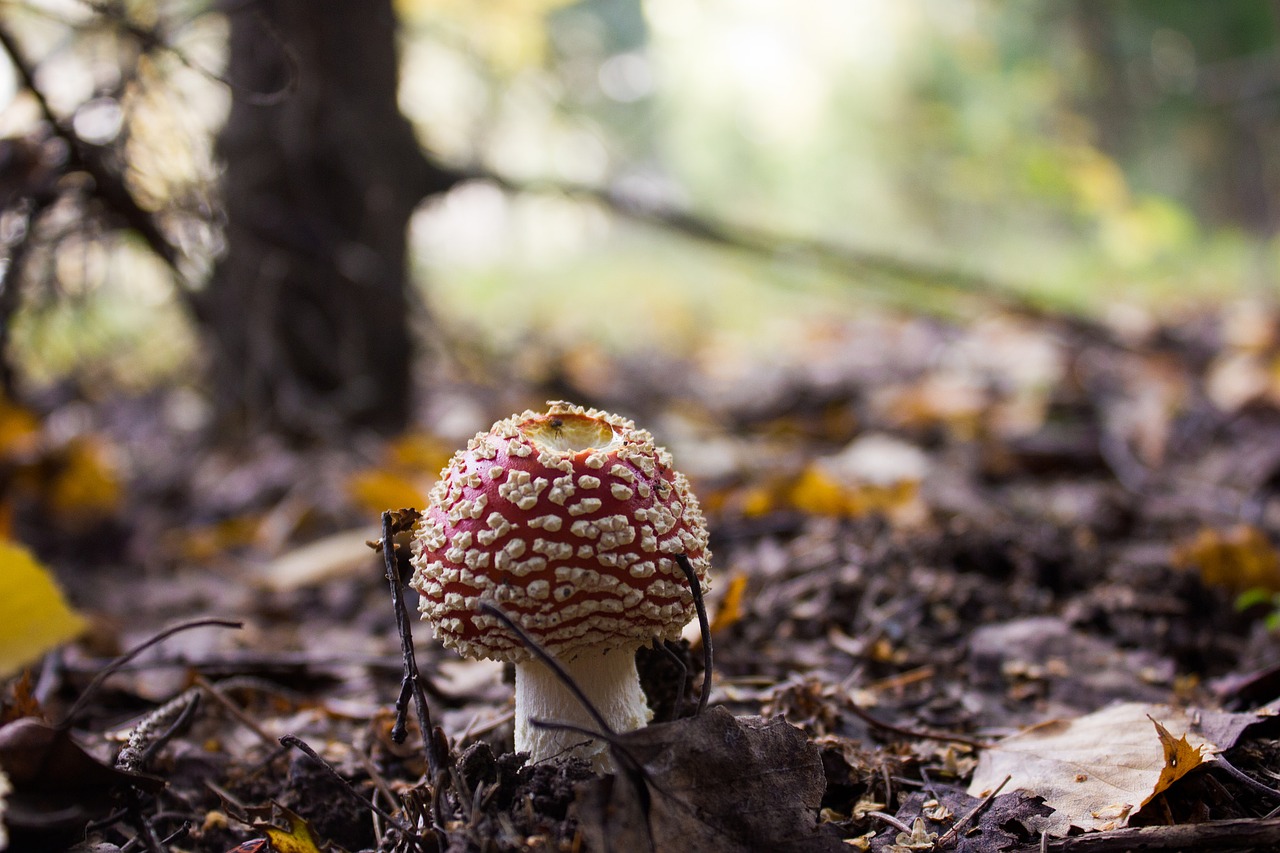 autumn nature mushroom free photo