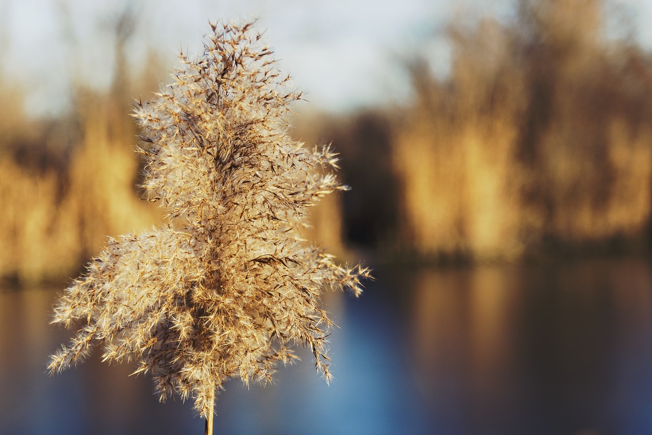 autumn background beautiful free photo