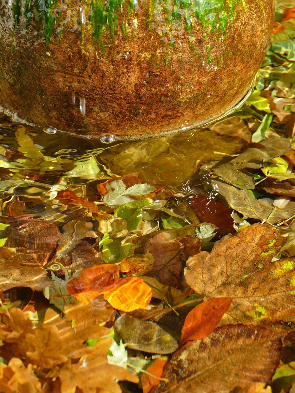 autumn colorful leaves free photo