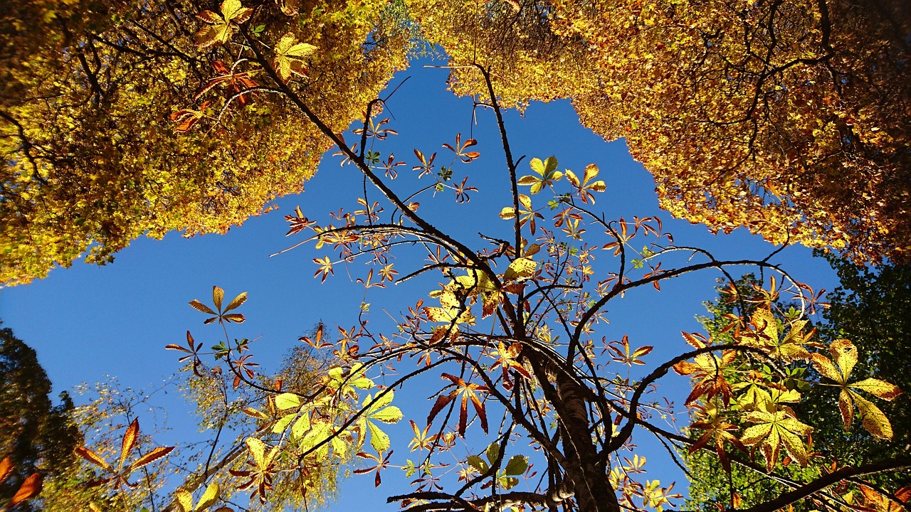 autumn sweden nature free photo