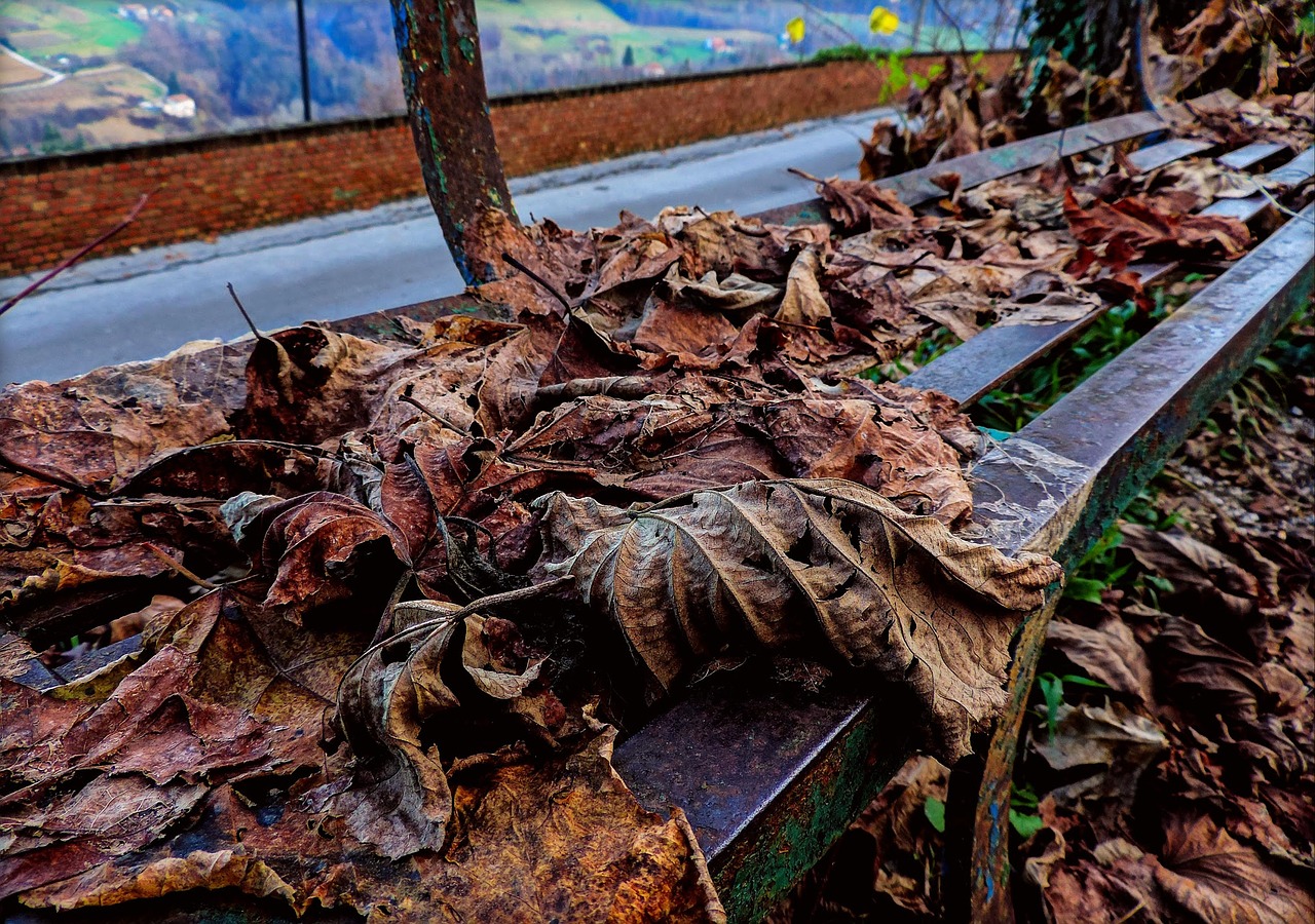autumn leaves bench free photo
