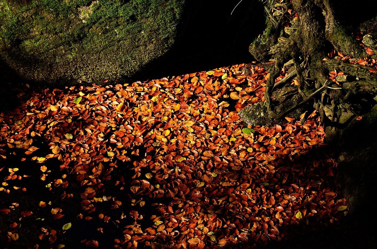 autumn foliage nature free photo