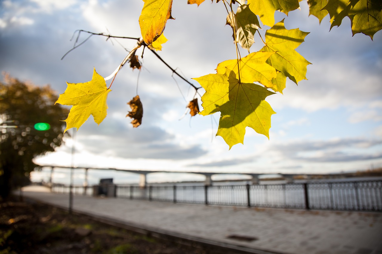 autumn leaves maple free photo