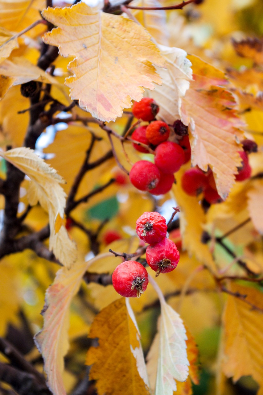 autumn rowan yellow leaves free photo